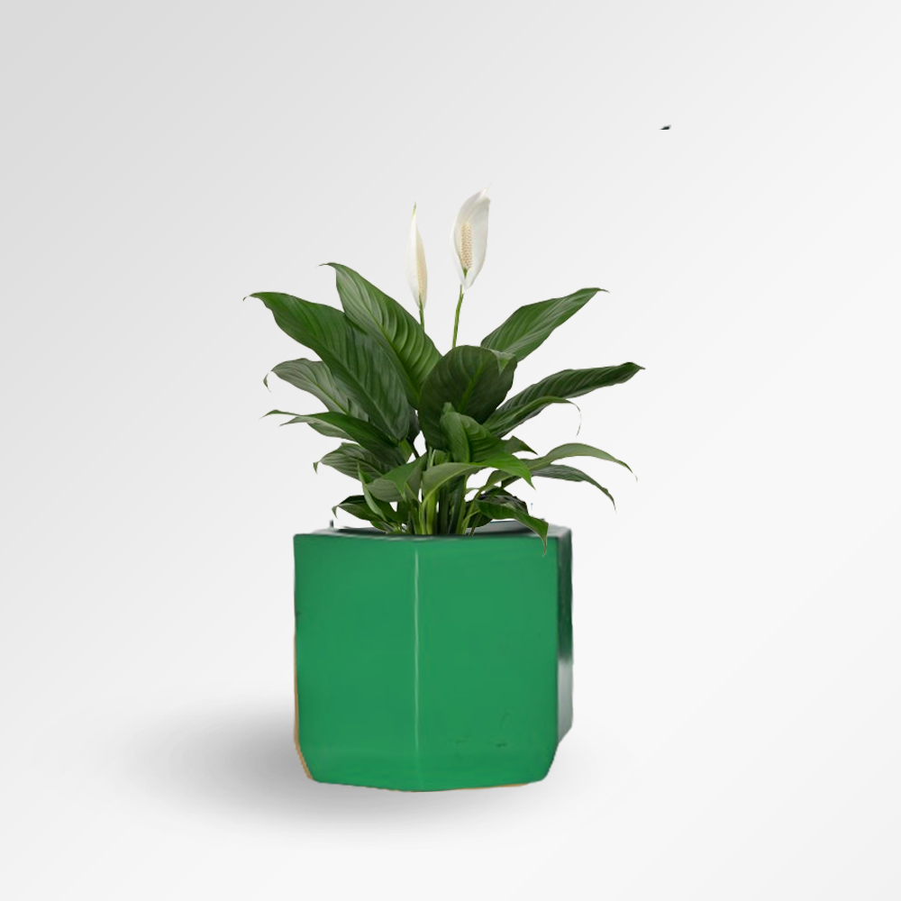 ONXY-D Fiber Planter